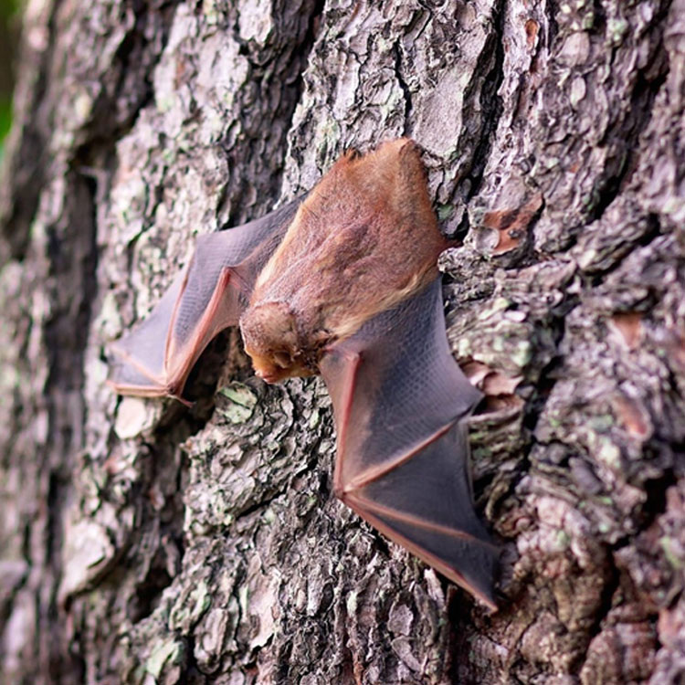 North American Bat