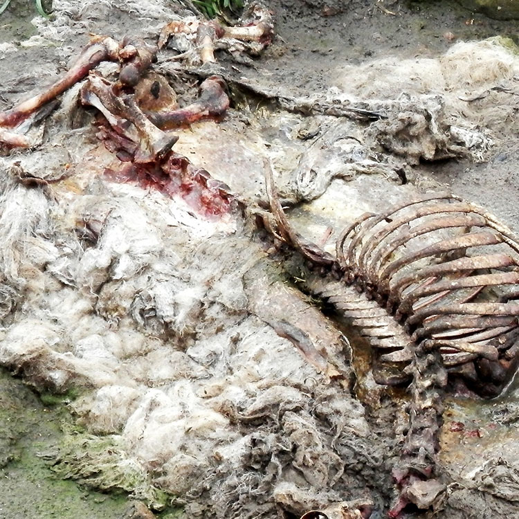 Horse carcass
