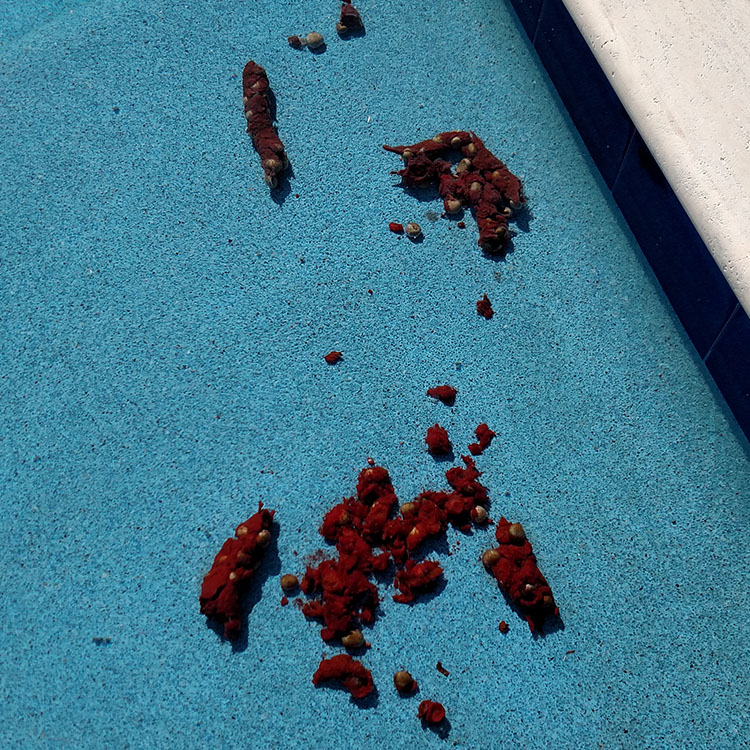 Image of animal feces in a pool