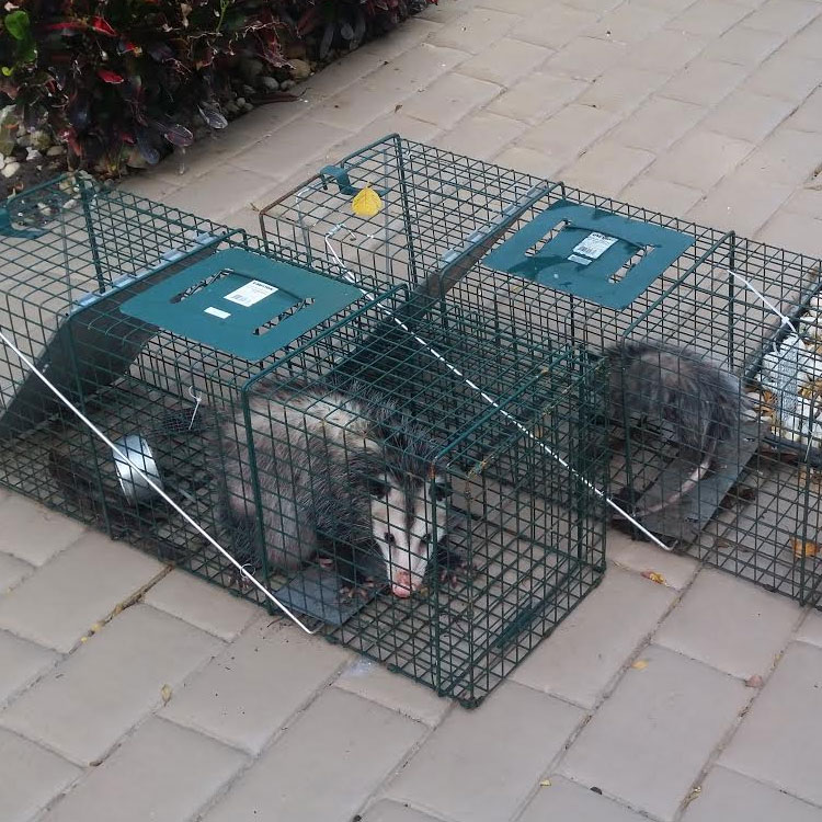 Possums in traps