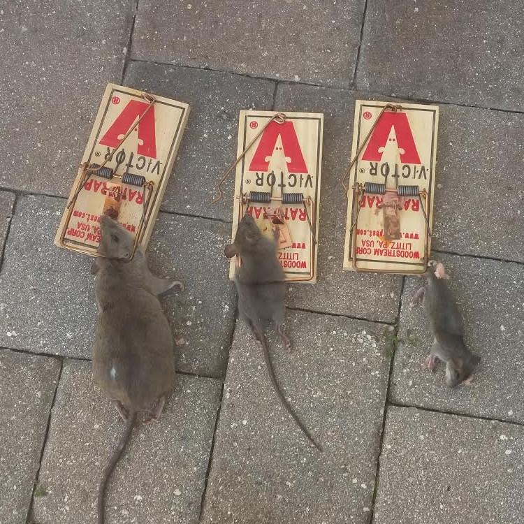 Rat snap traps