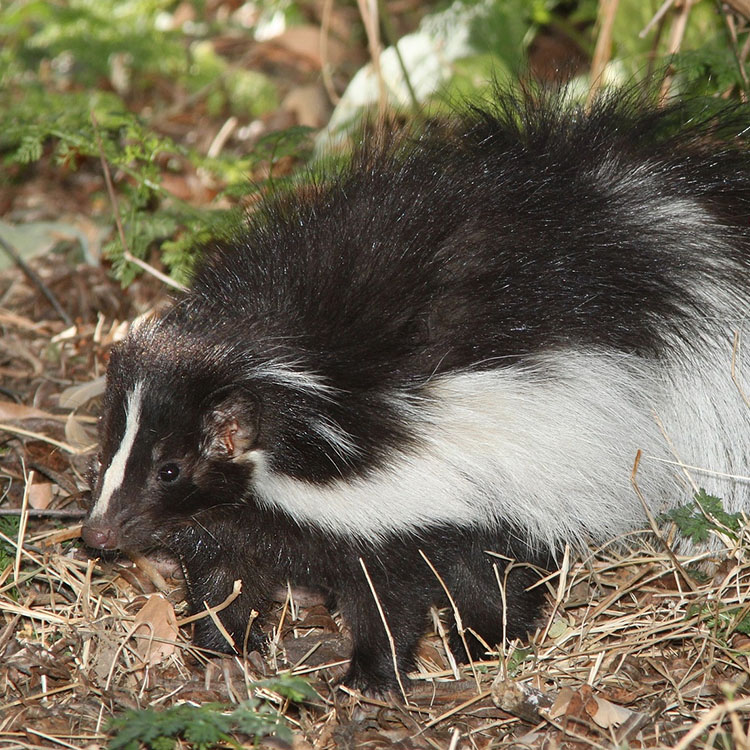 Image of skunk