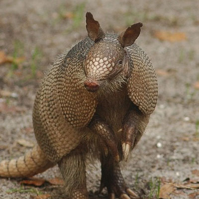 Armadillo in the woods