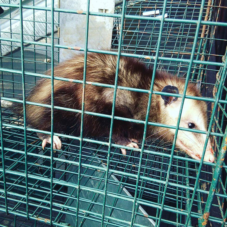 Possum caught in a trap