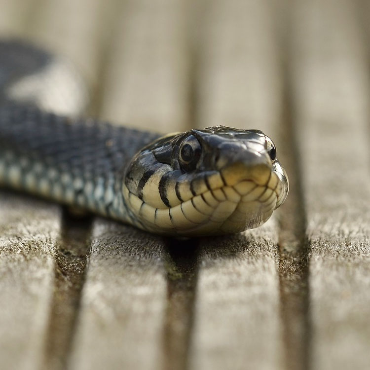 Snake on a pool deck